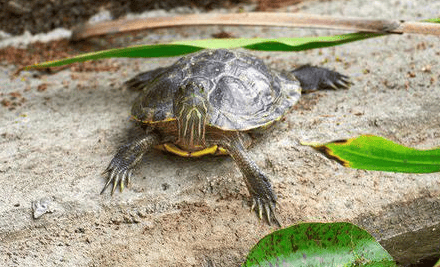 You must know these points when raising turtles in spring. 