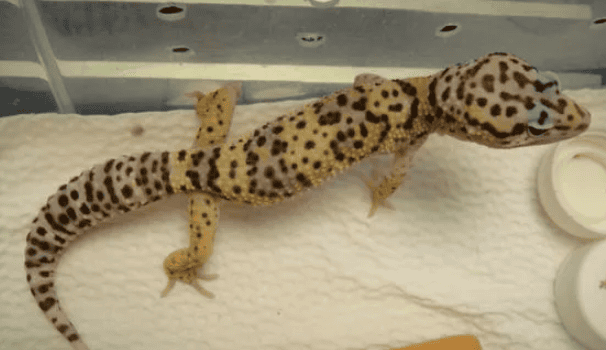 How to judge whether a leopard gecko is healthy?