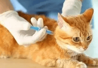 Can 2-month-old kittens be vaccinated?