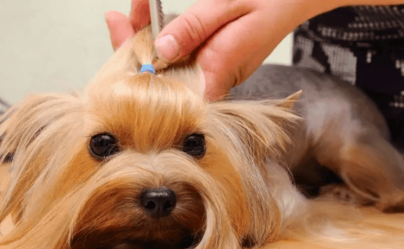 Bad news: Dog shedding season is here again; Good news: Please open this guide! ><p>04. Keep your dog healthy</p><p>① Visit your veterinarian</p><p>If your dog sheds excessive hair, please visit your veterinarian to rule out health problems. Your veterinarian can perform tests to determine if a medical issue such as dietary deficiencies, hormonal imbalances, or parasites is causing your pet's hair loss and treat it accordingly. </p><p>② Check if the dog has fleas</p><p>Observe the dog for signs of fleas, pay attention to whether it has scratching and itchy skin, and check whether there are dark brown colors in its hair to small black insects. </p><p>These insects can sometimes be seen moving on your pet's skin. When grooming your dog, use a fine-tooth comb close to the skin and tap any fleas you catch onto a piece of white paper to make them visible. If fleas are found, take your pet to the veterinarian immediately to find out the best treatment option. </p><p>05. Feed high-quality food</p><p>Food intolerances or allergies can cause various skin problems in dogs and affect their coat health. Regular commercial dog food is often made with low-quality ingredients such as corn, soy, and lower-grade meats. </p><p>Buy dog ​​food that is minimally processed, or supplement your dog's daily diet with whole foods to provide more balanced nutrition. </p><p>You can also try supplementing your dog with essential fatty acids, such as omega-3 and omega-6 oils, which can improve the condition of your dog's skin and coat and may help reduce shedding. </p><p>What bad thoughts can a dog have? They just can't control their hair loss. So how do you spend the moulting period 