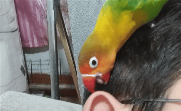 How to correct the bite of a peony parrot