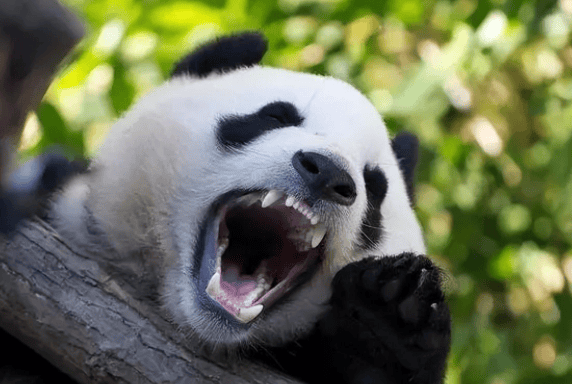 It is said that the giant panda's strength is underestimated, so what rank does it rank among the beasts? 