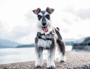 Schnauzers are long-haired Is the Schnauzer a long-haired dog or a short-haired dog?