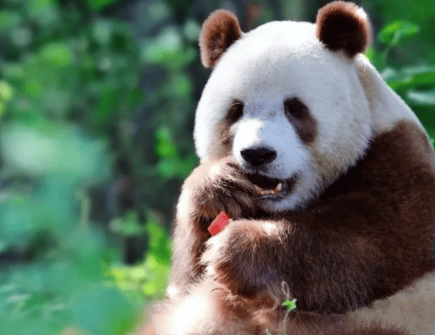  How outrageous can the name of a giant panda be?