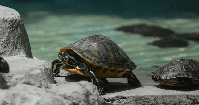 Why did the ancients put two turtles in after digging a well? The wisdom of the ancients is impressive and has scientific basis