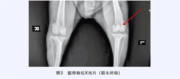 Recommended reading | Sharing experience in treating patellar luxation in dogs