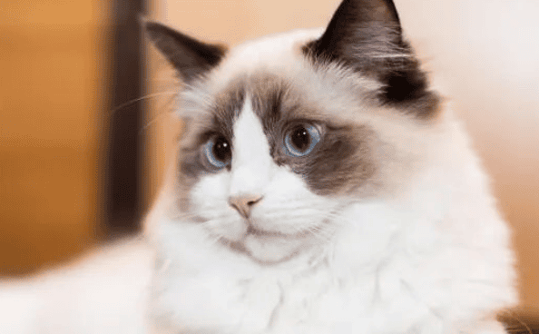 How to feed Ragdoll cats, precautions for feeding Ragdoll cats