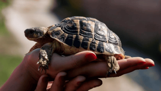 What are the Feng Shui rules for raising a turtle at home? It's good to keep it away from evil spirits! 