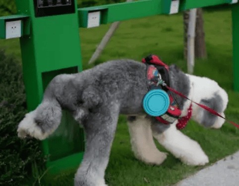 Dogs How to train a dog to urinate and defecate at a fixed location