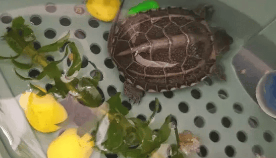  Can turtles be raised with tap water? What are the precautions? 