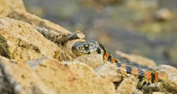 The well-known pheasant neck-tiger neck snake, they are also a branch of venomous snakes