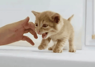 6 ways Methods to train kittens