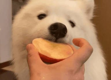 Can dogs eat peaches?