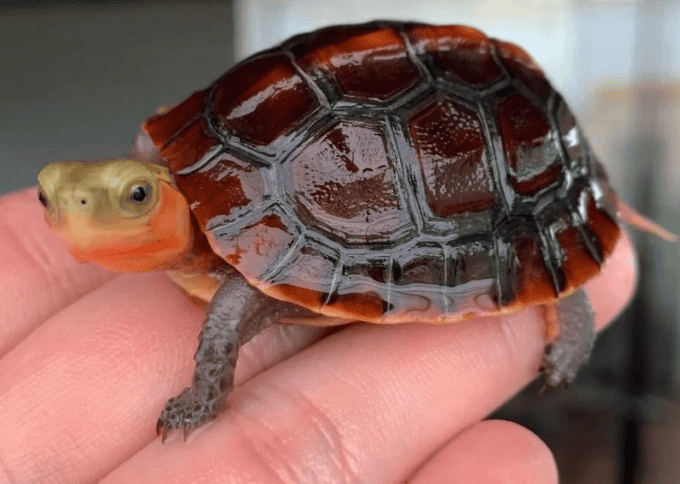 Yellow Precautions for the turtle to emerge from sleep