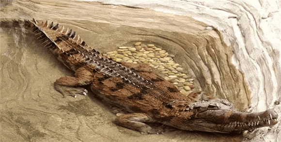 Shocked! Reveal the secrets of the three largest crocodiles