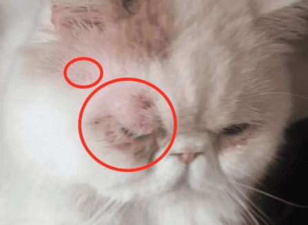 What should I do if my cat's skin is broken