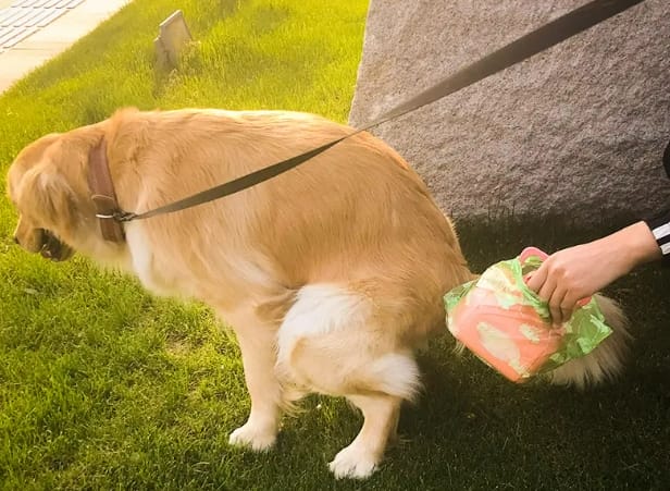  What's wrong with dogs having soft stools?