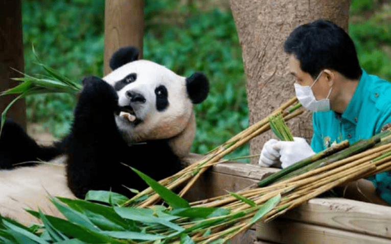 Big Why can't pandas live without bamboo? 