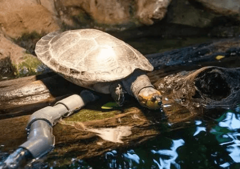 Tips for cleaning turtles, teach You can clean your turtle in three steps, it’s clean and safe! 