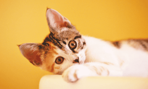 Can cats eat chocolate? Will they die? One article to understand why cats can’t eat chocolate!