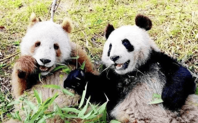 Who hybridized the national treasure? Brown giant pandas were discovered in the Qinling Mountains, and scientists can't give the answer