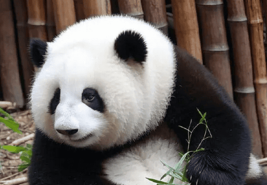 Care for giant pandas and protect our common earth home