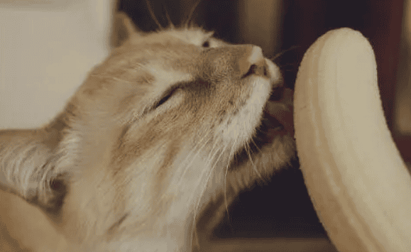 Can cats eat bananas? How much is appropriate at one time?