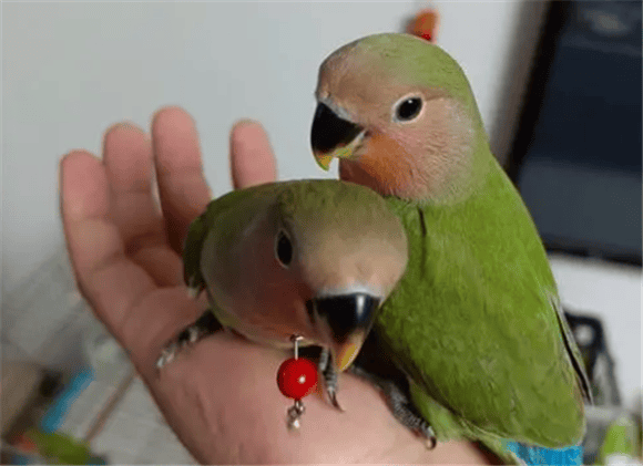  What to do if you pick up a Feather's Peony Parrot