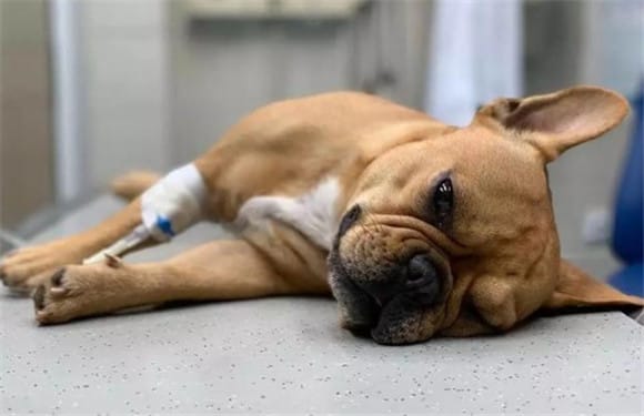 What are the symptoms of a bad heart in dogs?