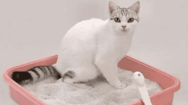 How to train Cat litter for cats