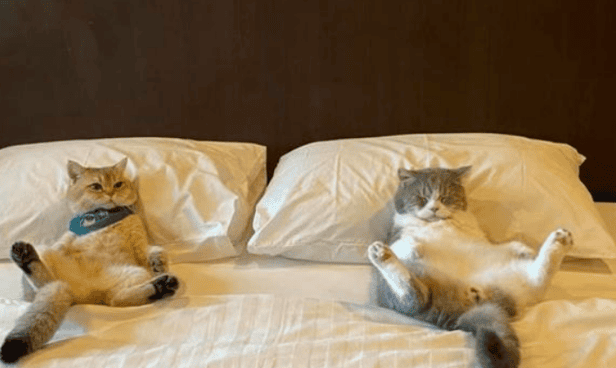 Is it good or bad when a cat poops on the bed? What should be done? ? 