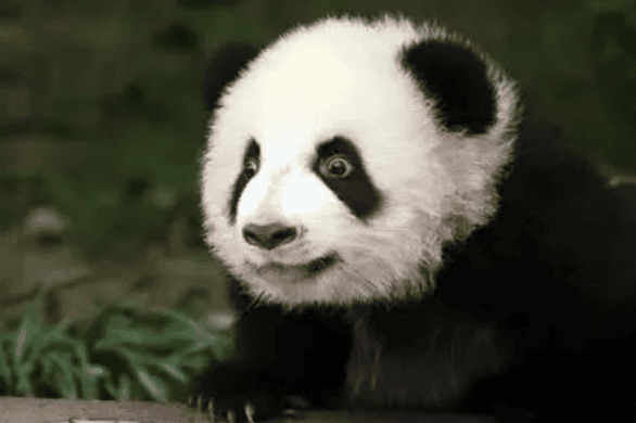  How outrageous can the names of giant pandas be?