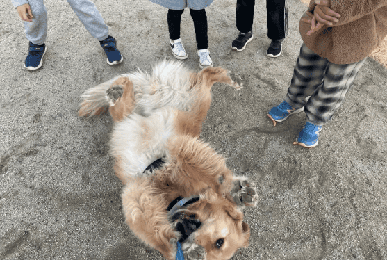 While walking the dog, I met a primary school student who wanted to pet the dog. After agreeing, the primary school student's reaction was touching~