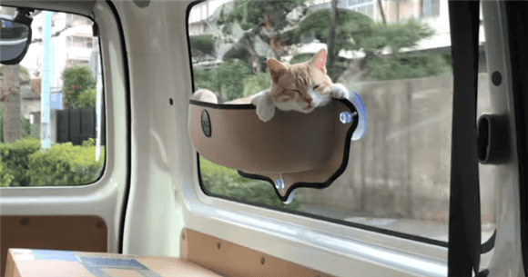  What should a cat prepare for riding in a car for 10 hours?