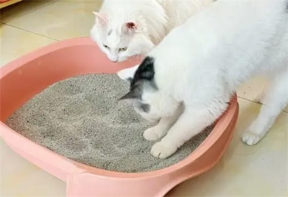 Cat litter How often should the litter box be cleaned? width=