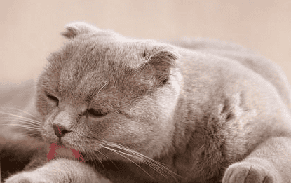 10 signs that cats care about their owners, see if your cat has them!