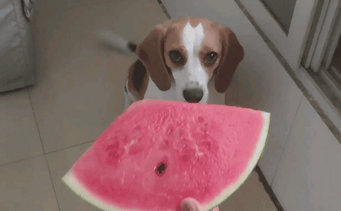 Can dogs eat watermelon?