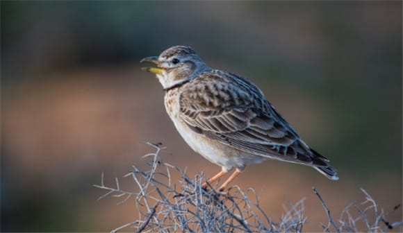 Talk Talking about the dirty mouth problem of lark