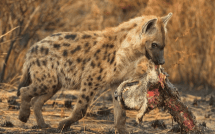  Why do hyenas dare not dig into humans?