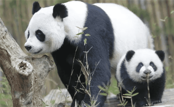 Big Why don't pandas like to mate? 