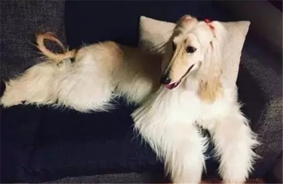 After reading these reasons, I am a little tempted by the Afghan hound...