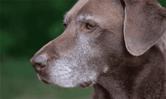 If your dog gets older, he will often have 6 kinds of symptoms, you may not realize it yourself