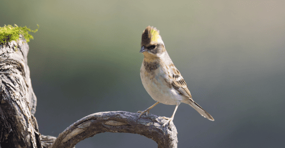 Do you know the Yellow-throated Bunting with a golden crest on its head?