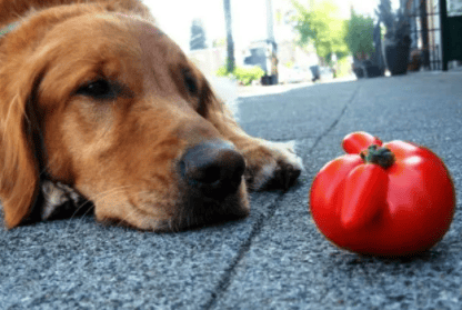 Can dogs eat tomatoes?