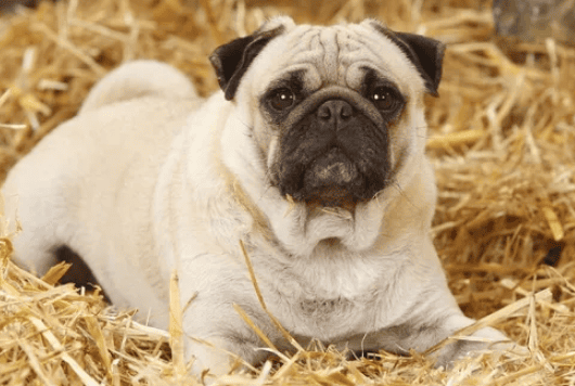 6 major signs that your dog 