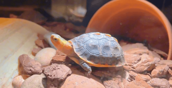 The pros and cons of feeding yellow-margined turtles insect powder