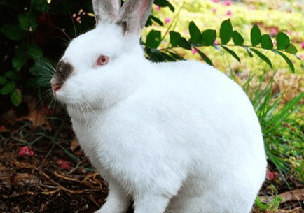 Cultivation variety - Jirong rabbit