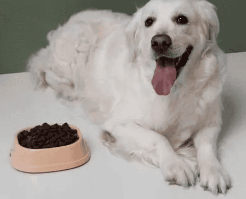 How about Le Pet Diary dog ​​food