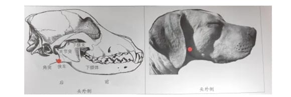 [Xin Ruipeng Chongqing Traditional Chinese Veterinary Medicine Specialist] Can dogs be paralyzed by a stroke? Acupuncture + Chinese medicine = cured facial paralysis! ></p><p>RP</p><p>This Issue·Case·Sharing</p><p>Traditional Chinese Veterinary Diagnosis and Treatment of Facial Paralysis in Poodles</p><p>Hospital: Ruipeng University Town West Road Branch</p><p>Attending doctor: Yang Lei</p><p>Case introduction</p><p>Basic information:</p><p>Breed: Poodle (standard body)</p ><p>Gender: Female</p><p>Age: 6 years old</p><p>Weight: 8.4kg</p><p>Temperature 39.3℃</p><p>The dog has a lively personality Active and energetic. The discharge from the ear canal has been recurring for a long time, and the medicine has not been adhered to. Suddenly, I found that the eyelid of the dog's left eye could not be closed, the entire eye drooped, and it was impossible to blink. The whole head is turned to the right, the mouth is droopy, the head is often shaken, and saliva is drooling. </p><p>Western medicine diagnosis</p><p>Biochemical examination</p><p>Blood routine</p><p>CRP</p><p>Test results: blood routine, CRP, There were no abnormalities in the 10 biochemical indicators. </p><p>X-ray film</p><p>Examination results: X-ray examination showed that the bronchial density was enhanced, and there was a high-density nodule around the hilus, about 2 mm. The heart outline is too large. </p><p>Direct otoscope examination results: Several white pustules were found in the middle of the right ear canal, about the size of rapeseeds. Microscopic examination of the ear canal secretions was judged to be Malassezia infection. </p><p>Laboratory test results: Malassezia otitis in the ear canal and facial nerve paralysis. </p><p>Traditional Chinese Veterinary Examination and Diagnosis</p><p>Results of the Four Traditional Chinese Veterinary Examinations</p><p>Strong and floating pulse, knotted pulse, light red tongue with thin white coating, and tongue body Hairline cracks. </p><p>The skin of the left eyelid and lip drooped without pain. </p><p>The head and neck are tilted to the right, the neck muscles are stiff, drooling, and one eye is big and the other is small. </p><p>Cause: internal movement of liver wind caused by exogenous infection plus qi deficiency</p><p>Syndrome differentiation result of traditional Chinese medicine veterinarian: Taiyang stroke syndrome</p><p>Pathogenesis: According to symptoms and diagnosis, tongue Light redness, thin fur, and floating pulse are symptoms of external factors; fine cracks on the tongue and drooling are caused by spleen deficiency. As the saying goes, 