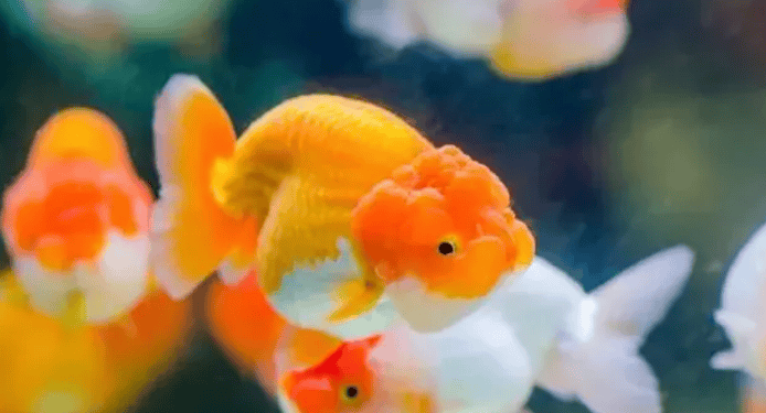 Goldfish quickly Ways to grow up